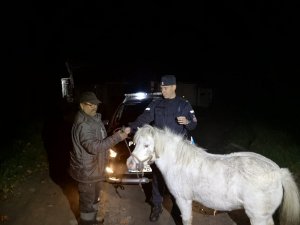 Policjant przekazuje konia właścicielowi