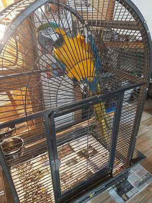 Papuga Ara w klatce