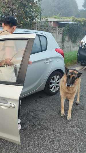 Na zdjęciu widzimy kobietę, która stoi przy otwartych drzwiach samochodu i dużego psa.