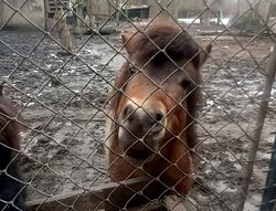 na zdjęciu kucyk brązowego koloru