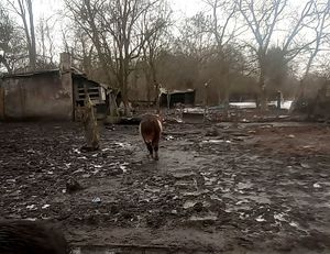 na zdjęciu kucyk brązowego koloru