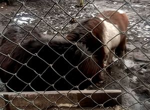 na zdjęciu dwa kucyki brązowego koloru