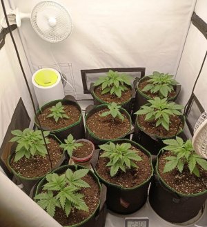 grafika, doniczki z rośliną- marihuaną