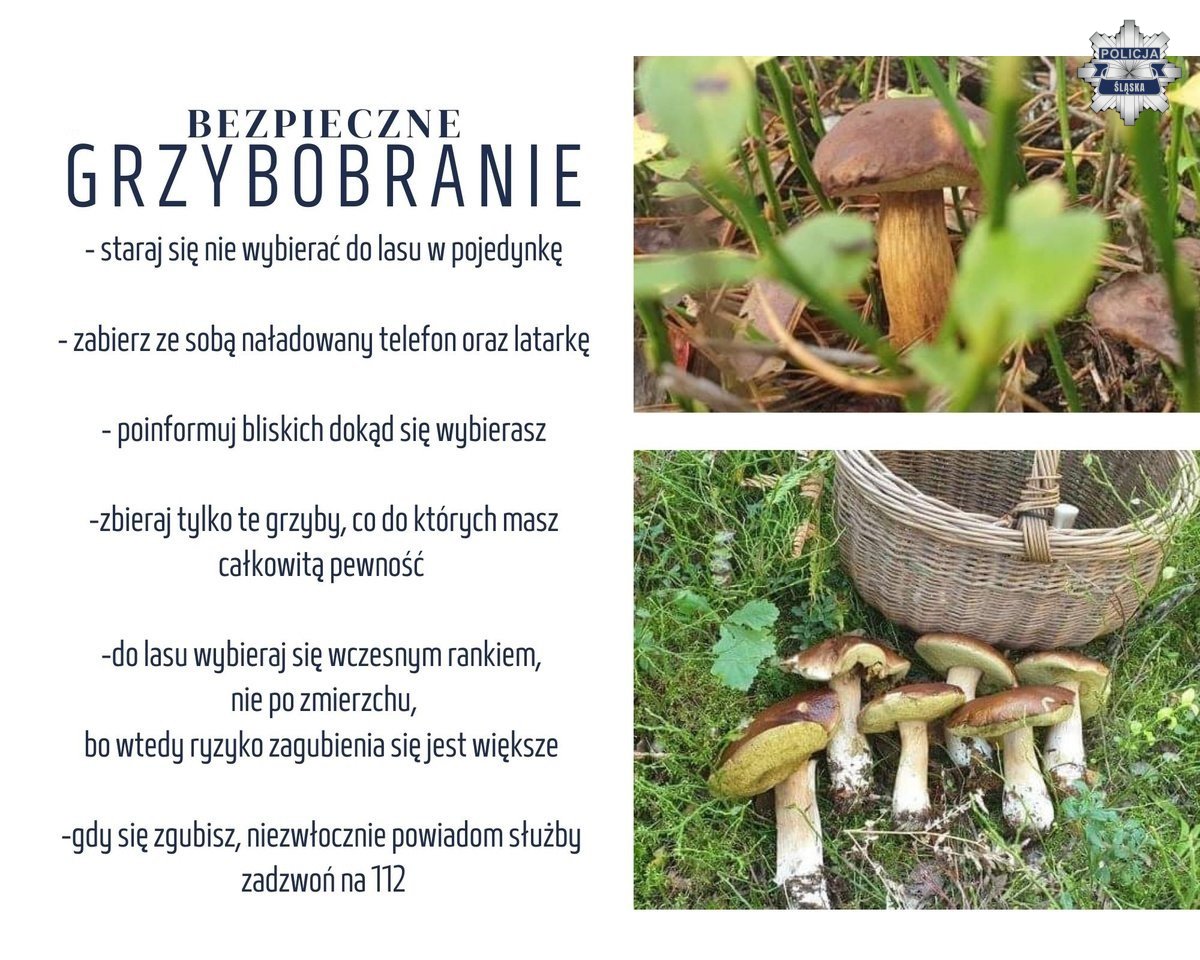 grafika bezpieczne grzybobranie