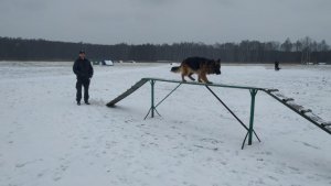owczarek niemiecki zimą spaceruje po torze przeszkód na szkoleniu dla psów