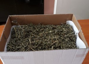 zielony susz, marihuana w pudełku