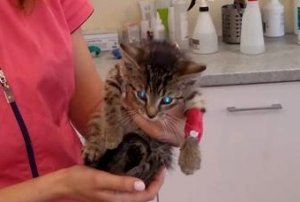 ranny kot po udzieleniu mu pomocy przez weterynarza  w lecznicy