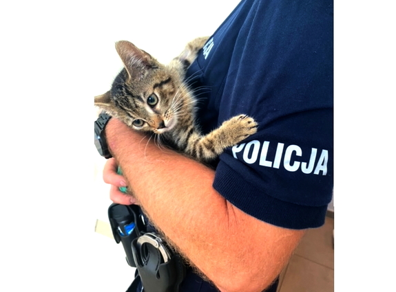 mały kotek jest trzymany przez policjanta na rękach