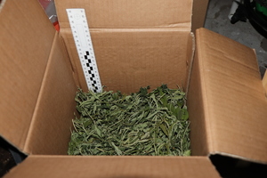 zielone liście konopi w pudełku