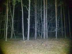 zdjęcia przedstawiają las, który był sprawdzany przez policjanta podczas poszukiwań