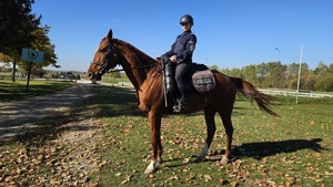 Policjantka prezentuje się na koniu Widimie