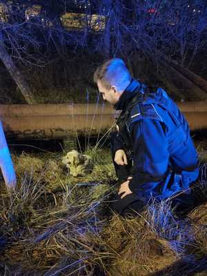 Policjant podchodzi do pieska leżącego w rowie