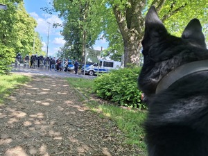 Policyjny pies przygląda się z daleka bramie wjazdowej na stadion sportowy, który zabezpieczają policjanci