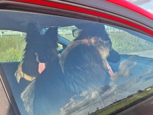 Zabezpieczone psy za szybą w samochodzie osobowym