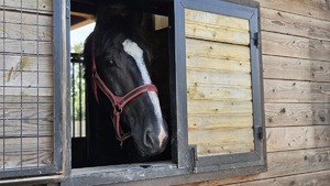 Koń wystawia łeb przez okno stajni