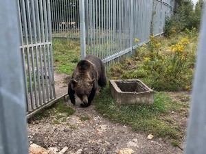Niedźwiedź brunatny przy klatce na polanie