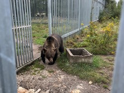 Niedźwiedź brunatny przy klatce na polanie