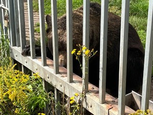 Niedźwiedź brunatny w klatce na polanie