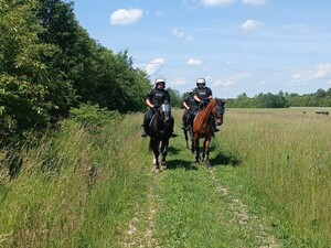 Policjanci na koniach w terenie
