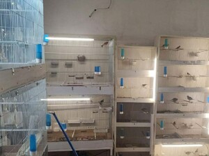 Na zdjęciu liczne klatki ustawione w mieszkaniu, w których znajduje się ptactwo