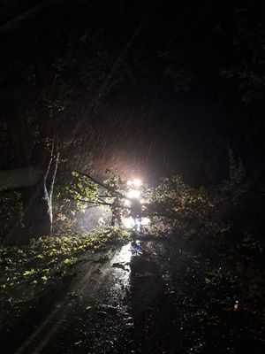 Zdjęcie przedstawiające powalone drzewo nad drogą.