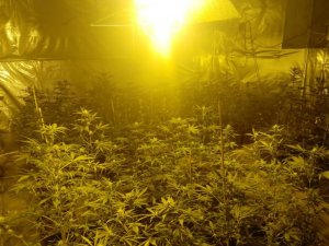 domowa plantacja marihuany