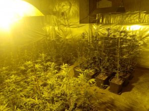 domowa plantacja marihuany