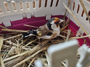 zdjęcie przedstawia ptaka w klatce