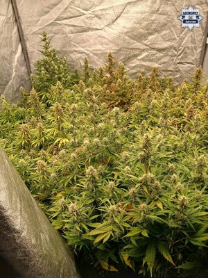 na zdjęciu namiot w którym znajdują się krzewy konopii indyjskich