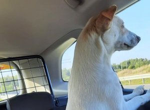 Biały pies w samochodzie