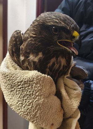 Na zdjęciu myszołów.