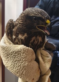 Na zdjęciu myszołów.