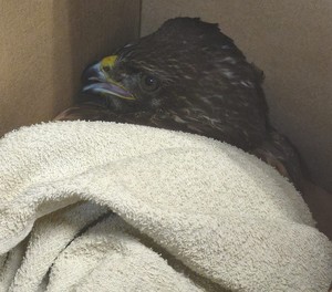 Na zdjęciu myszołów.