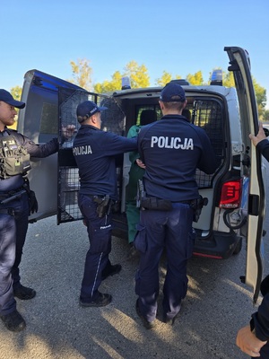 otwarty radiowóz do niego policjanci wprowadzają mężczyznę w uniformie więziennym