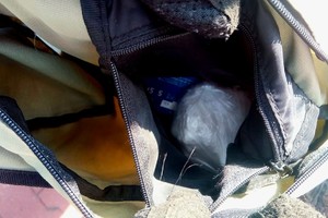 na zdjęciu plecak z zabezpieczonymi środkami odurzającymi