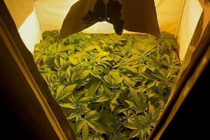 Na zdjęciu plantacja marihuany