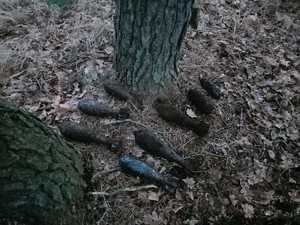 na zdjęciu leżące na ziemi, pod drzewem pociski powojenne
