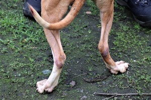 zdjęcie przedstawia poranione łapy psa