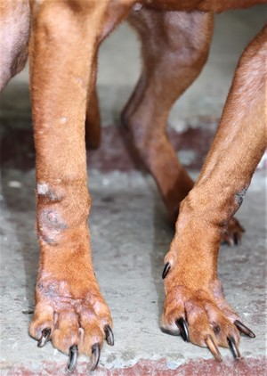 na zdjęciu widać poranione łapy psa i zbyt długie paznokcie