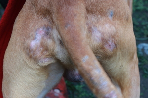 zagojone rany na ciele psa