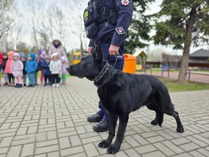 na zdjęciu widać  psa