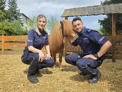 na zdjęciu widać policjantów i kucyka