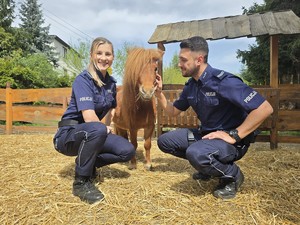 na zdjęciu widać policjantów i kucyka