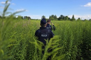 Zdjęcie przedstawia policjantów w trakcie poszukiwań