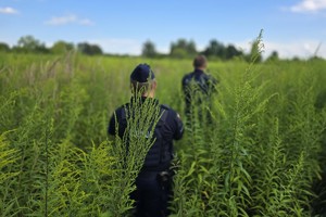 Zdjęcie przedstawia policjantów w trakcie poszukiwań