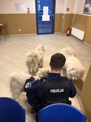 zdjęcie przedstawia trzy psy pilnowane przez policjanta w poczekalni komendy