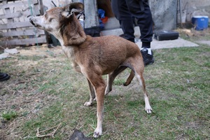 Na zdjęciu wychudzony pies