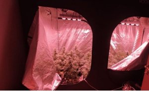 Krzaki marihuany w specjalnie przygotowanym namiocie