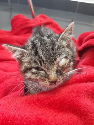 Zdjęcie kolorowe: mały kociak z chorym okiem na czerwonym kocyku