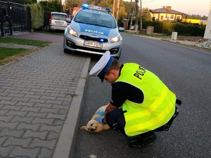 Zdjęcie przedstawia policjanta, który głaszcze psa.